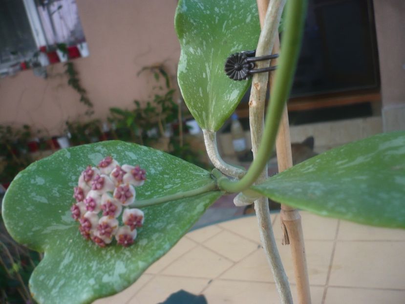 P1450955 - HOYA 2020-2