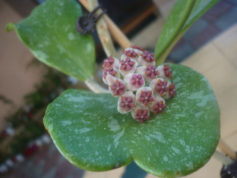 P1450956 - HOYA 2020-2