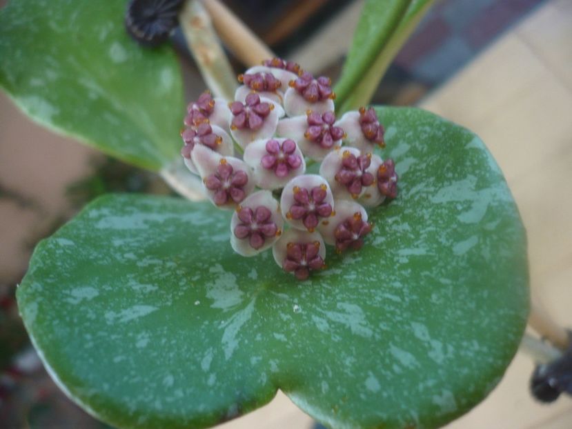 P1450957 - HOYA 2020-2