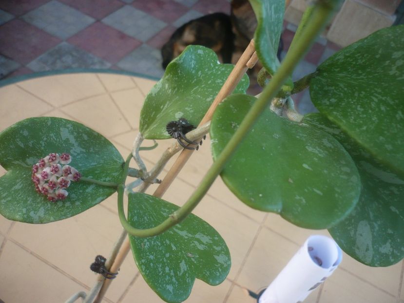 P1450958 - HOYA 2020-2