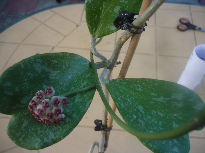 P1450959 - HOYA 2020-2