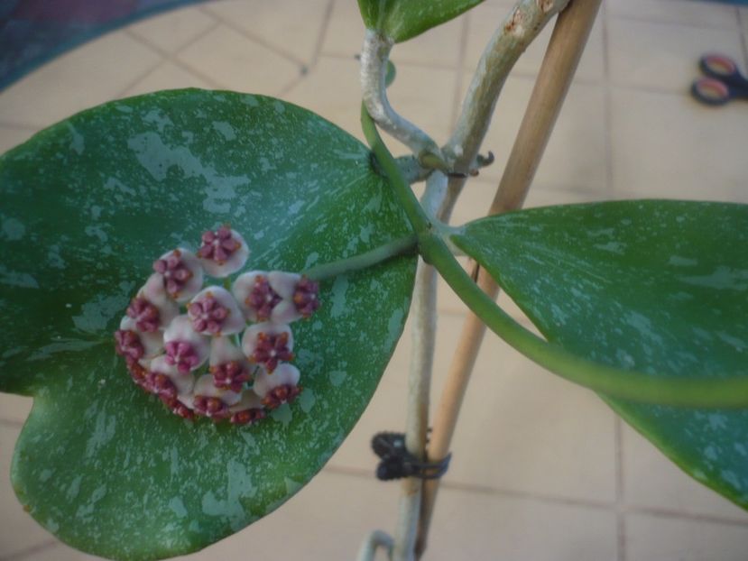 P1450960 - HOYA 2020-2