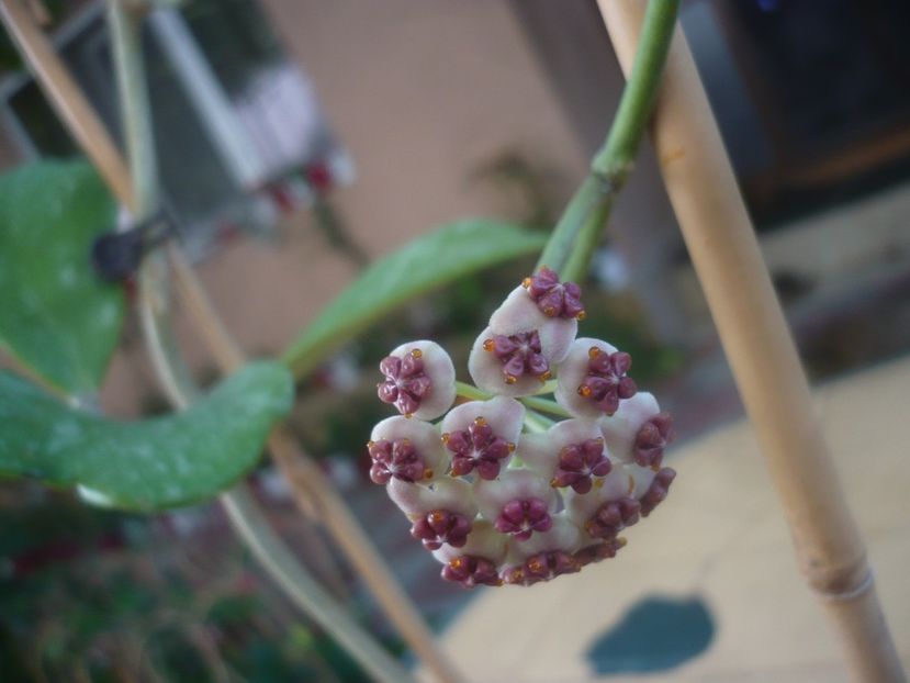 P1450961 - HOYA 2020-2
