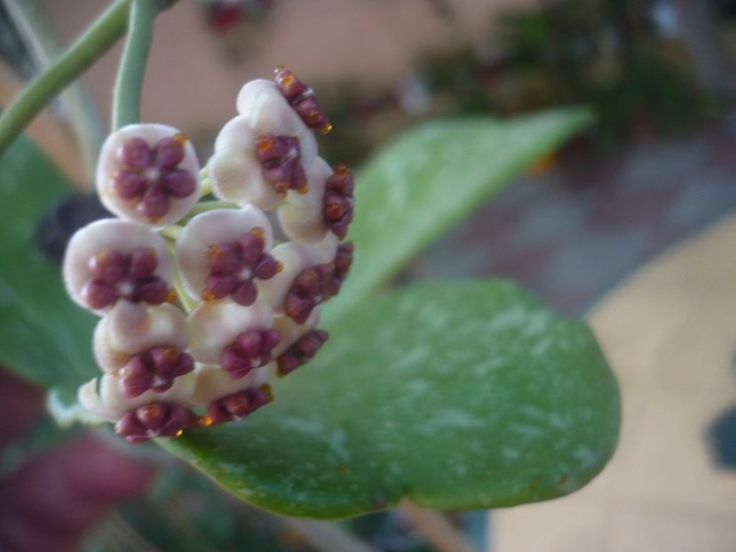P1450963 - HOYA 2020-2
