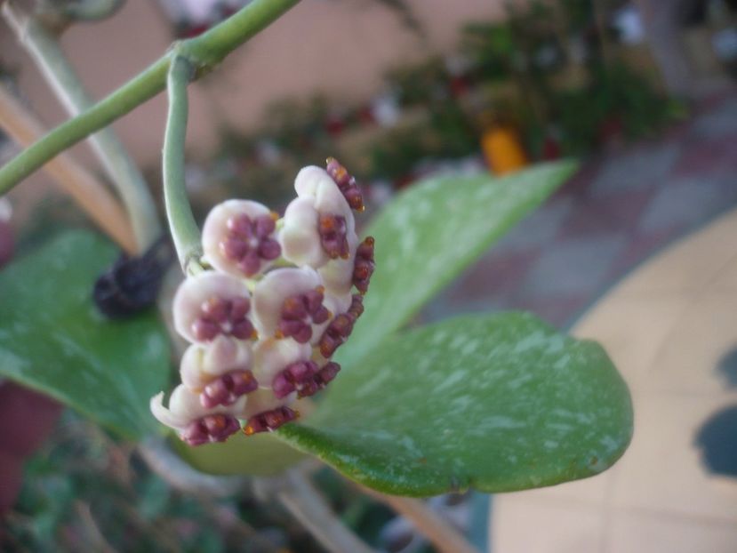 P1450964 - HOYA 2020-2