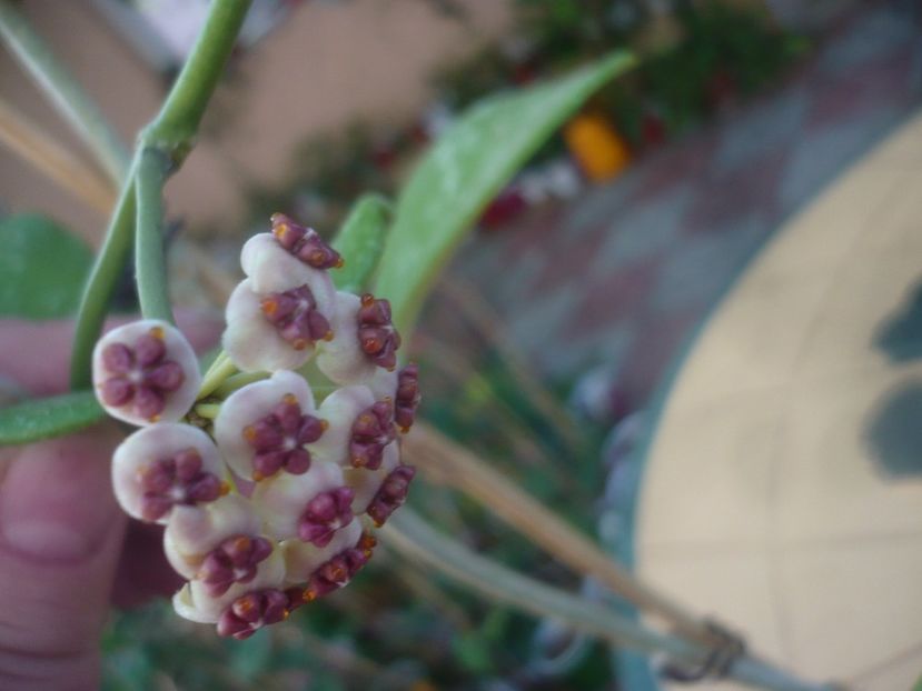 P1450965 - HOYA 2020-2
