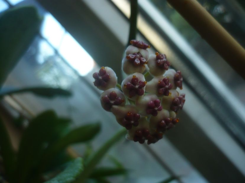 P1450966 - HOYA 2020-2