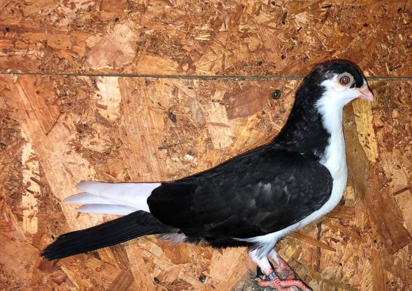 23042  femelă  2020_3 - tineret 2020