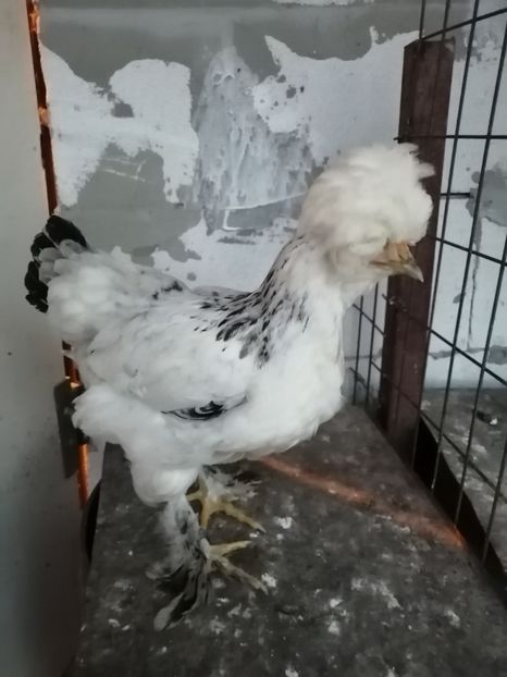  - Pui găină 2020