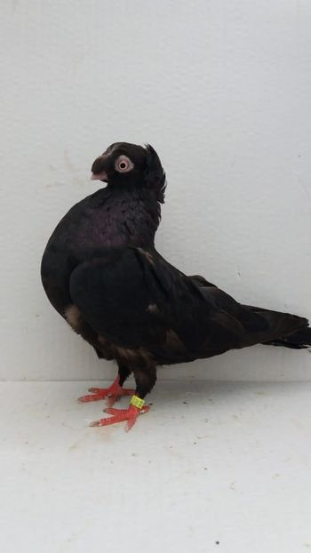 F 2017 - Por bimotati