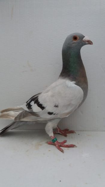 F 2019 vanduta - De! voiajori vanduti