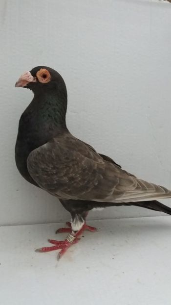 F 2018 vanduta - De! voiajori vanduti