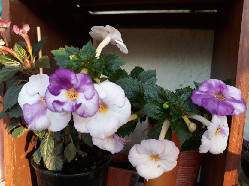  - 1 2020 - Porcelain Doll