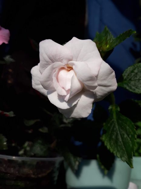  - 0001 2022 - Guadalupe