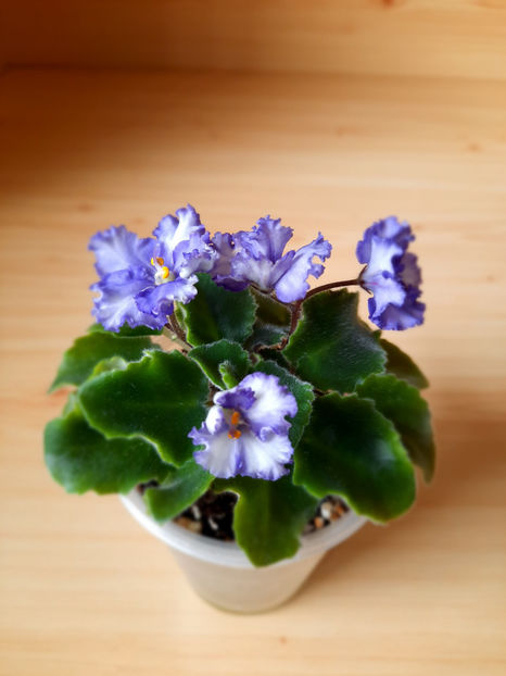 LE Shining Star - 02___VIOLETE AFRICANE