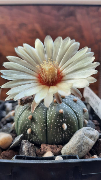 06.08.2020 - Astrophytum asterias
