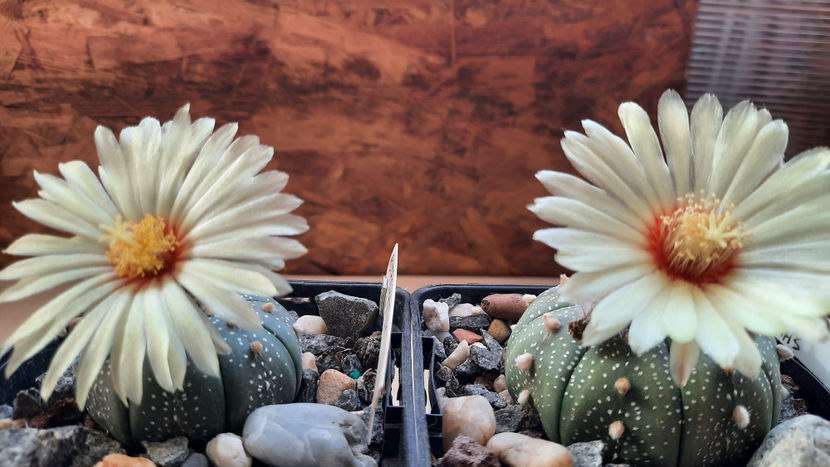 06.08.2020 - Astrophytum asterias