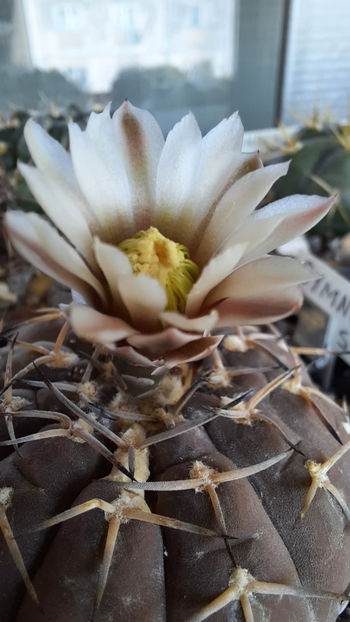 13.08.2020 - Gymnocalycium stellatum