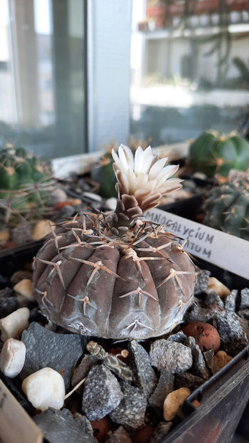 13.08.2020 - Gymnocalycium stellatum