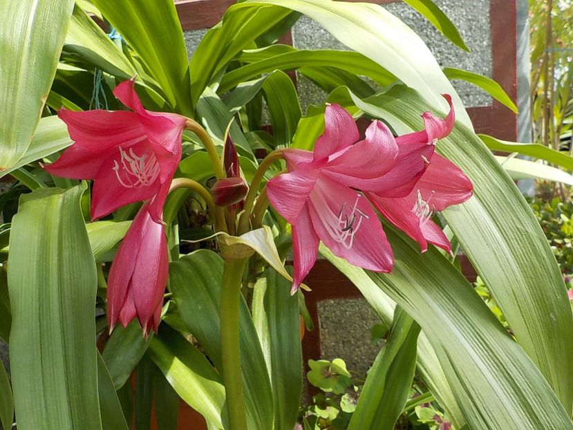  - crinum powelii bosanquet