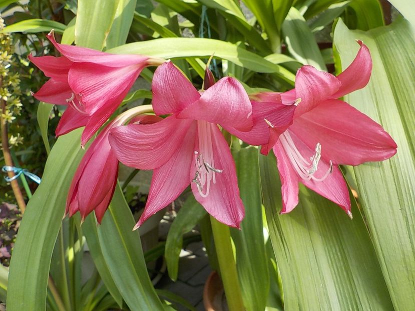  - crinum powelii bosanquet