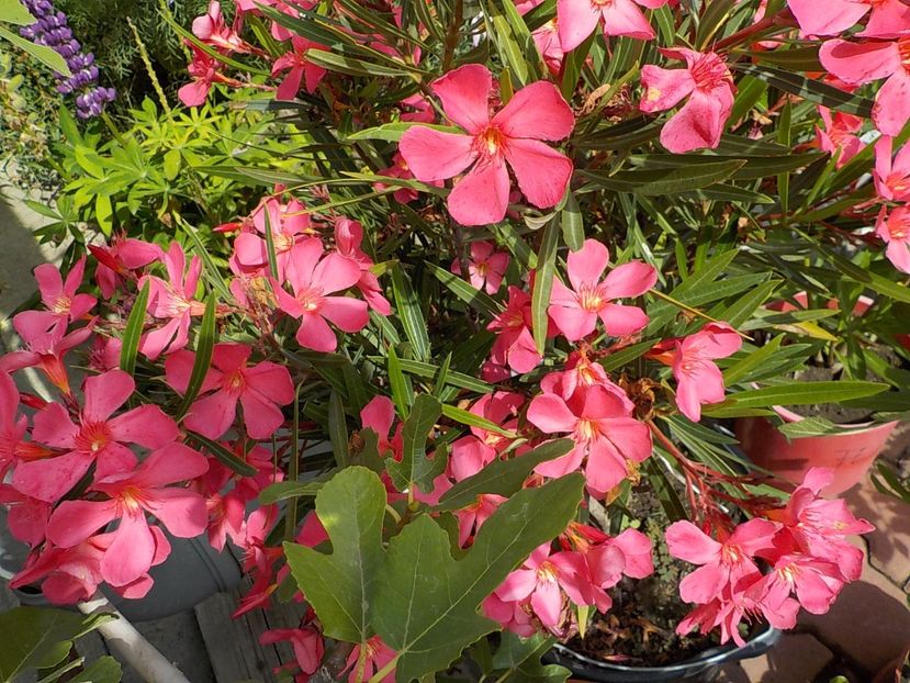  - papa gambeta nr 17