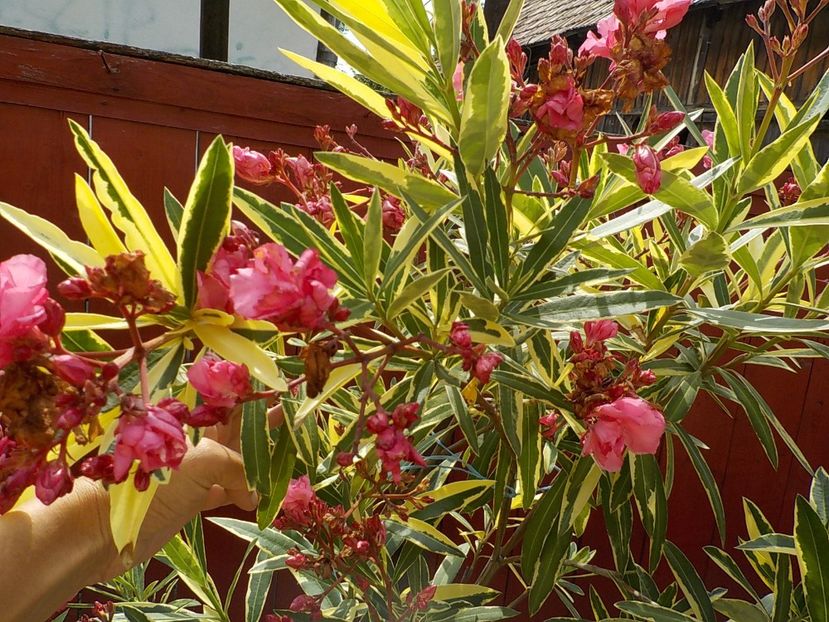  - variegat nr 24