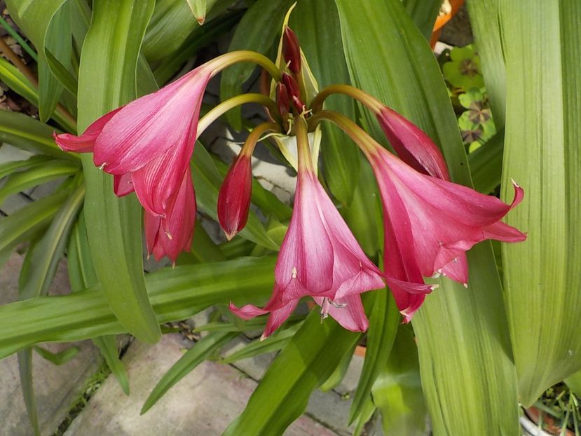  - crinum powelii bosanquet