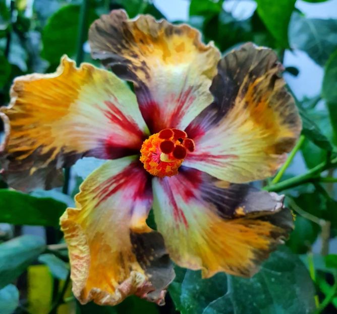  - DPs Black Revolution