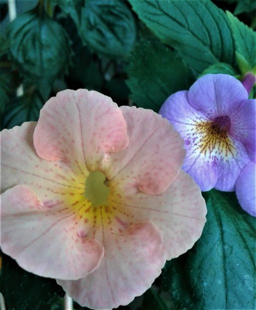 - 000015ACHIMENES