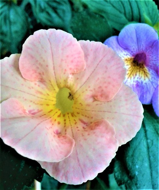 - 0000 ACHIMENES