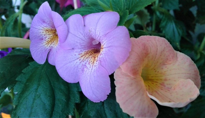  - 0000 ACHIMENES