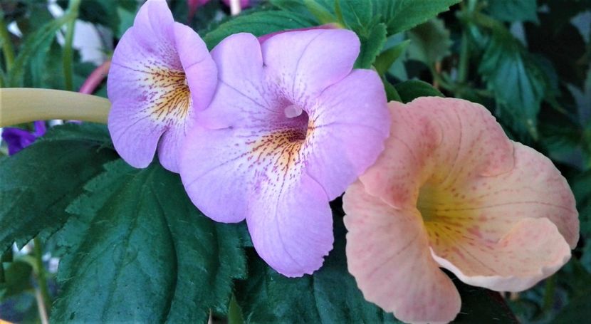  - 0000 ACHIMENES