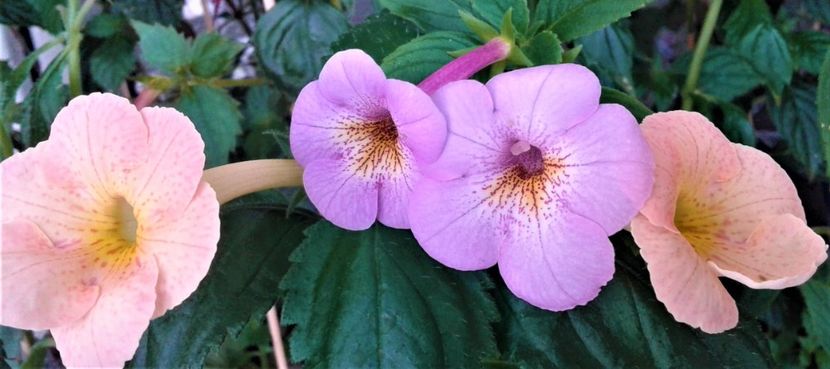  - 0000 ACHIMENES