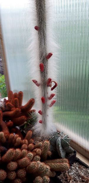 20200703_190313 - Kopie - Cactusi 2020