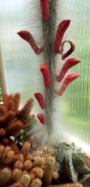 20200705_123039 - Kopie - Cactusi 2020