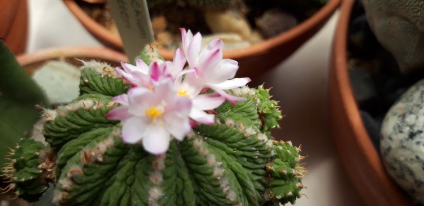 20200705_123055 - Kopie - Cactusi 2020