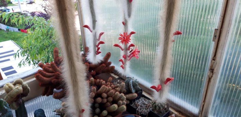 20200706_155401 - Kopie - Cactusi 2020