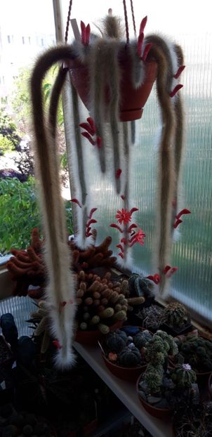 20200706_155709 - Kopie - Cactusi 2020