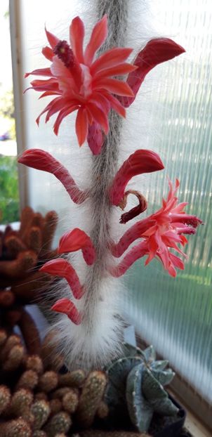 20200706_155731 - Kopie - Cactusi 2020