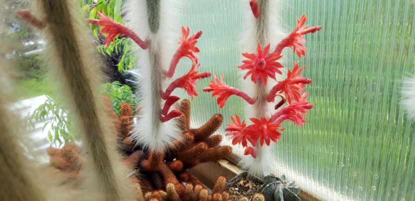 20200707_143316 - Kopie - Cactusi 2020