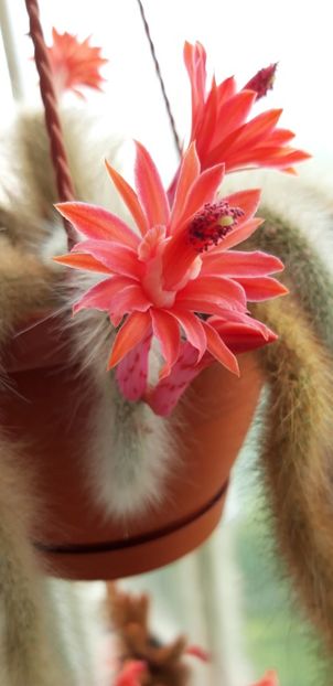 20200708_150559 - Kopie - Cactusi 2020