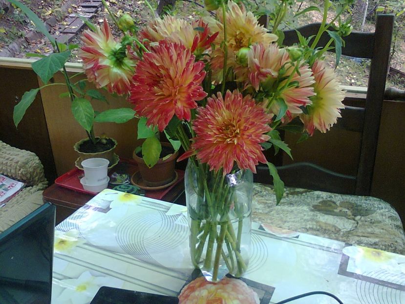 Fotografie5852 - 2020 VARA LA GRADINĂ