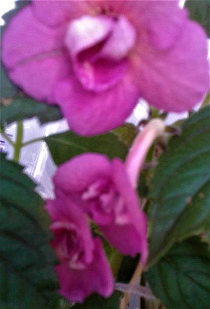  - colectia mea de achimenes 001 2020