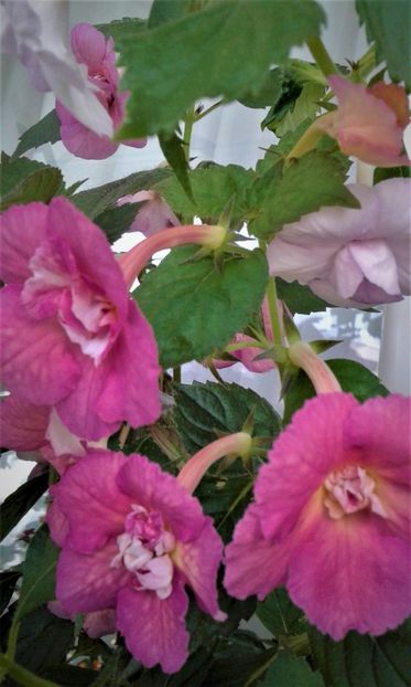  - colectia mea de achimenes 001 2020