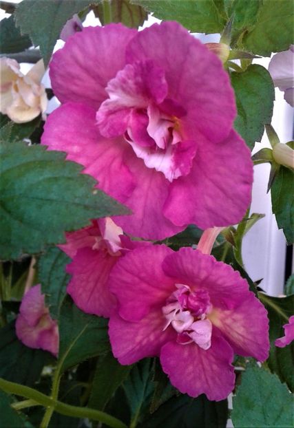  - colectia mea de achimenes 001 2020