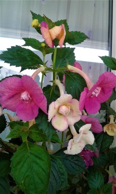  - colectia mea de achimenes 001 2020