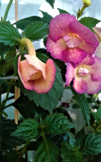  - colectia mea de achimenes 001 2020