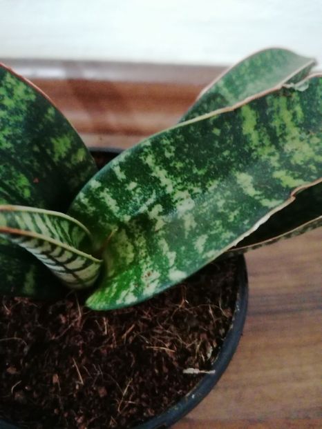 Sansevieria tabby - Sansevieria