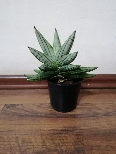 Sansevieria inti - Sansevieria